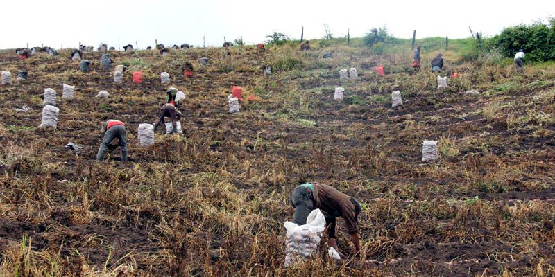 Ampliada convocatoria a papicultores para participar en curso que se realizará en Perú
































