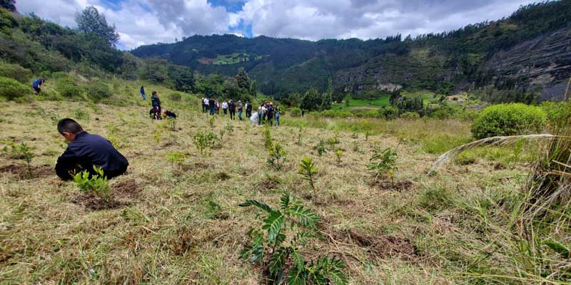 El equipo TIC sembró 400 árboles nativos en Ubaté 






