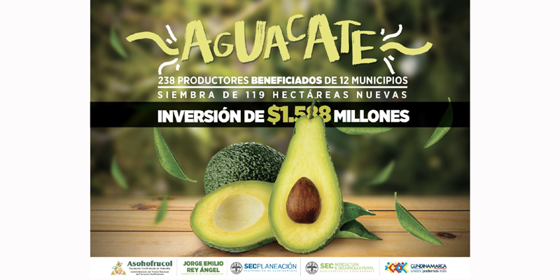 Se fortalecen cadenas productivas de mango, aguacate y cítricos