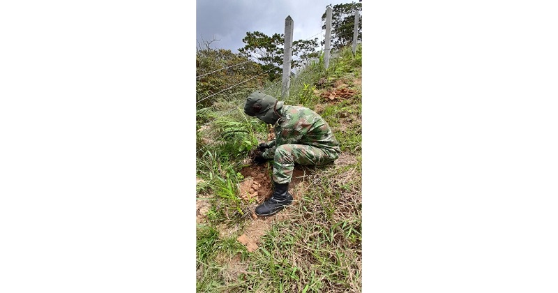 Cuarenta mil árboles protegerán los ecosistemas de Cundinamarca