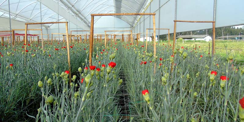 $7.204 millones para el fortalecimiento del sector floricultor