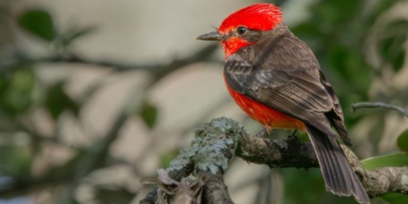 Cundinamarca se consolida como potencia nacional en avistamiento de aves durante el Global Big Day 2025