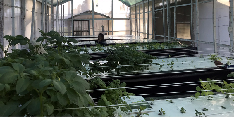 Cundinamarca y Perú unidos para la producción y mejoramiento en cultivos de papa



























