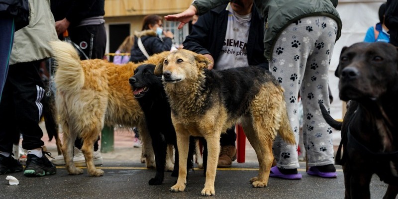 Cuarta jornada de bienestar animal conjunta entre Bogotá y Cundinamarca