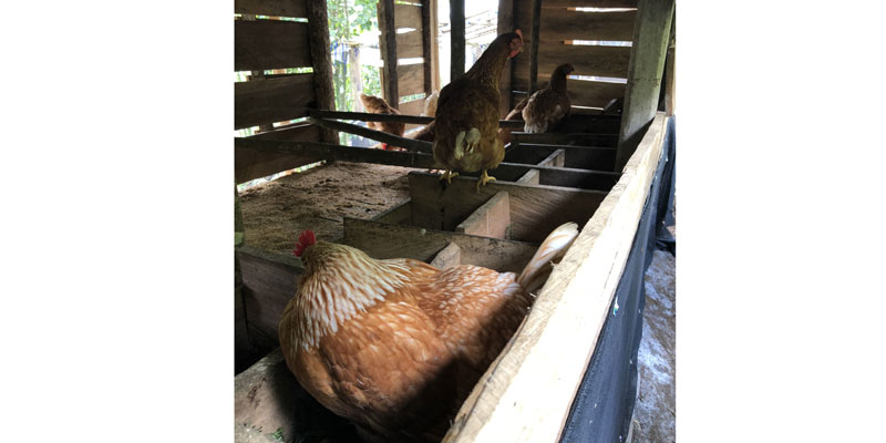 42 mujeres de Viotá beneficiadas con proyectos productivos de gallinas y huevos