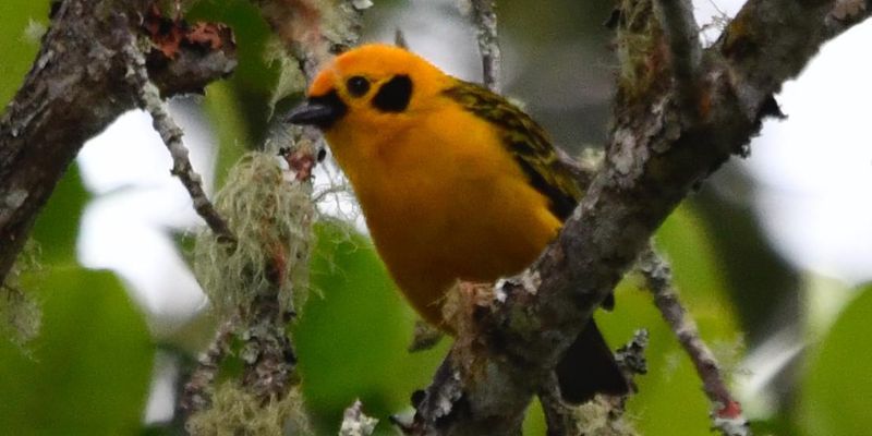 Cundinamarca se consolida como potencia nacional en avistamiento de aves durante el Global Big Day 2025