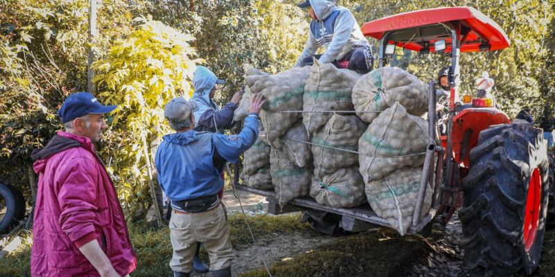 $2.500 millones para reactivar el sector paperos de Cundinamarca durante el puente festivo