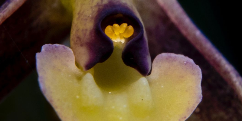 Nueva especie de orquídea descubierta en Cundinamarca