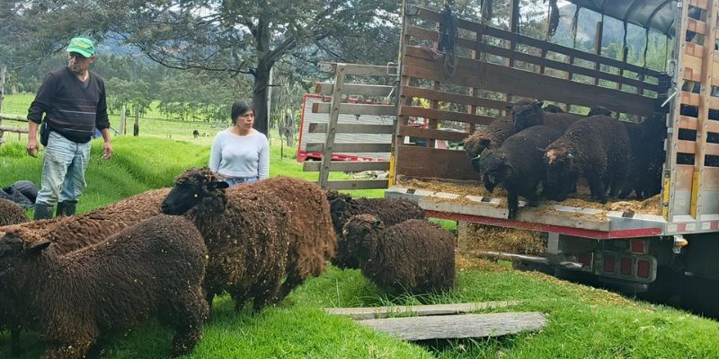 Gobernación y Alcaldía de Cucunubá entregan 50 ovejas de alta calidad genética a productores de lana