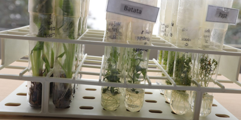Agrosavia, aliado estratégico de Cundinamarca en investigación científica 



