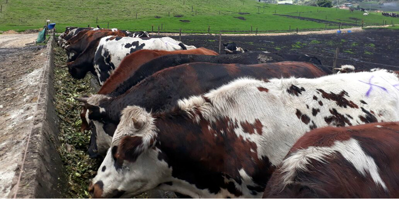 Ganaderos de la sabana mejoran su producción de carne bovina 


