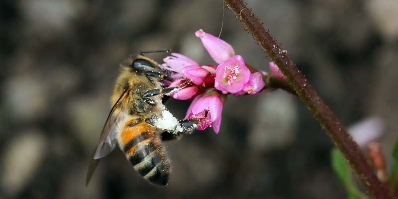 Las Abejas, aliadas silenciosas del medio ambiente