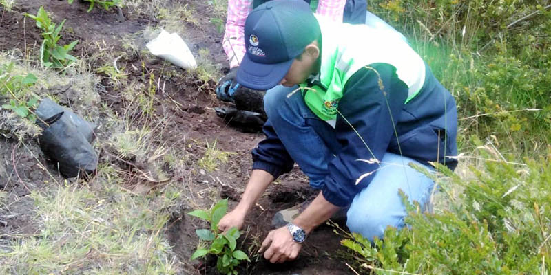 Reforestadas áreas del cerro Montecillo de Guatavita 
