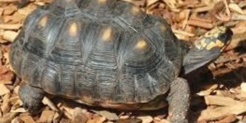 ¡Vacaciones sin jaulas! Autoridades refuerzan controles contra el tráfico de fauna silvestre en receso escolar