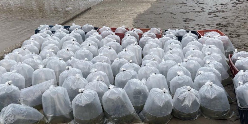 Más de 186.000 alevinos repueblan el río Magdalena y fortalecen la pesca artesanal en Cundinamarca
