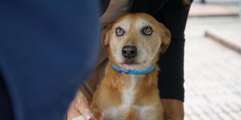 Esterilizaciones, servicios médicos y pedagogía: Cundinamarca lanza gira animal en 12 municipios
