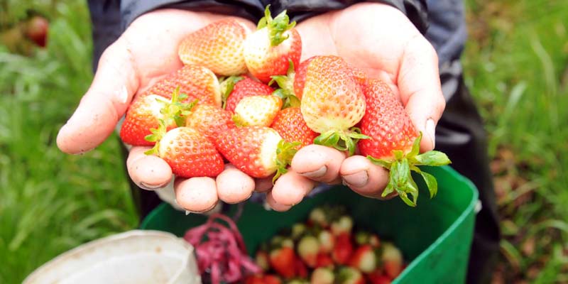 Lo mejor del campo cundinamarqués en Agroexpo





















