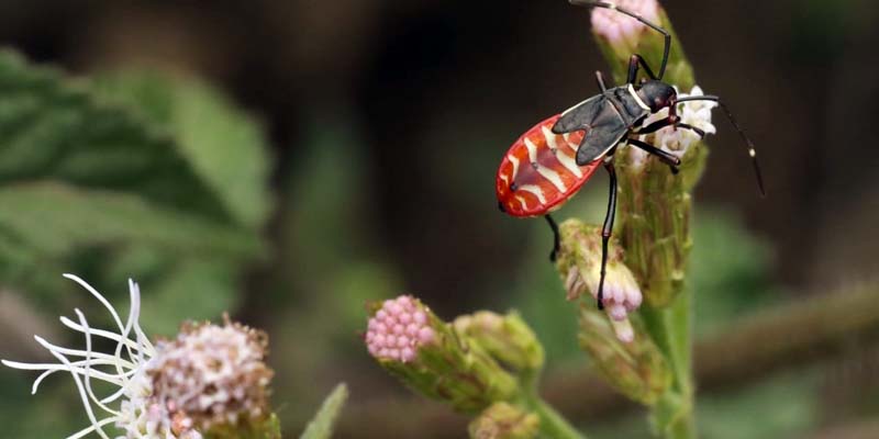 Conservar la naturaleza una tarea fundamental para la protección de la vida
