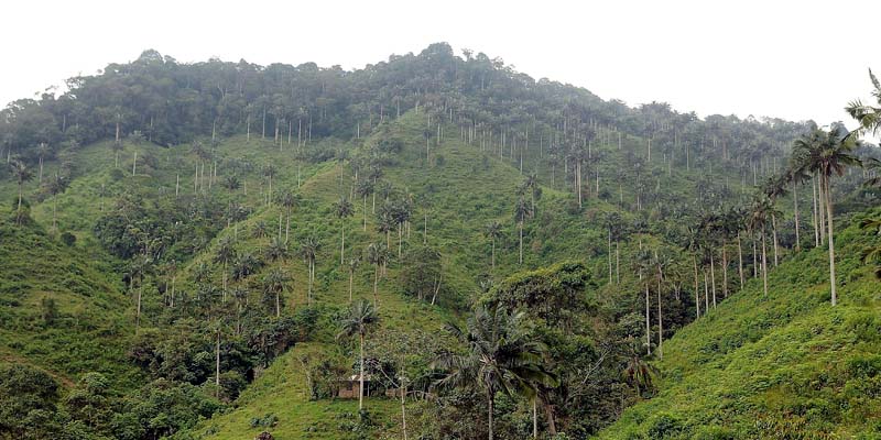 Acciones concretas para enfrentar el cambio climático en Cundinamarca





















































































