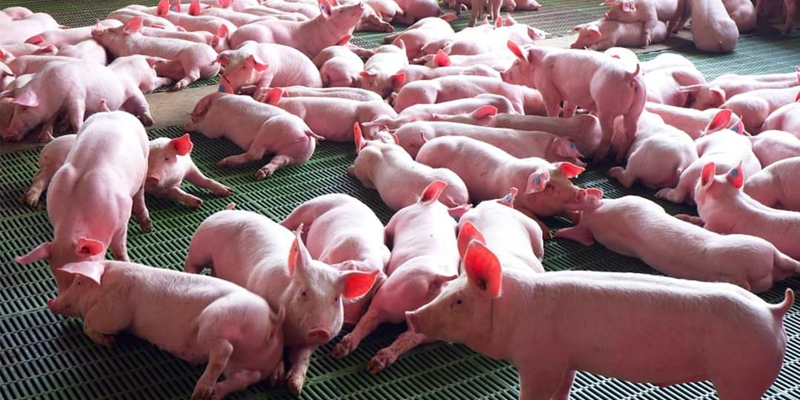 Porcicultores de Cundinamarca pueden hacer parte de la junta directiva del Fondo Nacional de la Porcicultura 2021-2023


