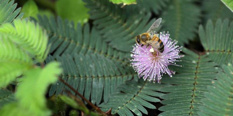 Las Abejas, aliadas silenciosas del medio ambiente