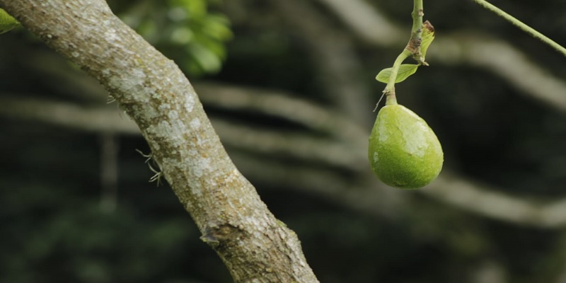 Misión internacional para fortalecimiento de capacidades asociativas y comercialización de aguacate, limón y mango de Cundinamarca
