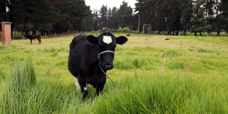 A tomar leche producida en Cundinamarca

