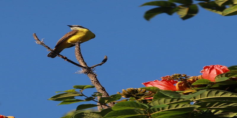 Día internacional de las aves, Colombia primera en el mundo en riqueza de aves