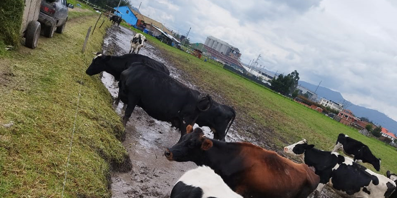 Más de 1.100 productores de 53 municipios afectados por la ola invernal han recibido insumos y semillas

