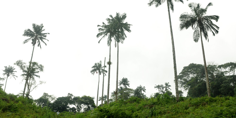 Cundinamarca enciende la fe de Semana Santa en paz con la naturaleza