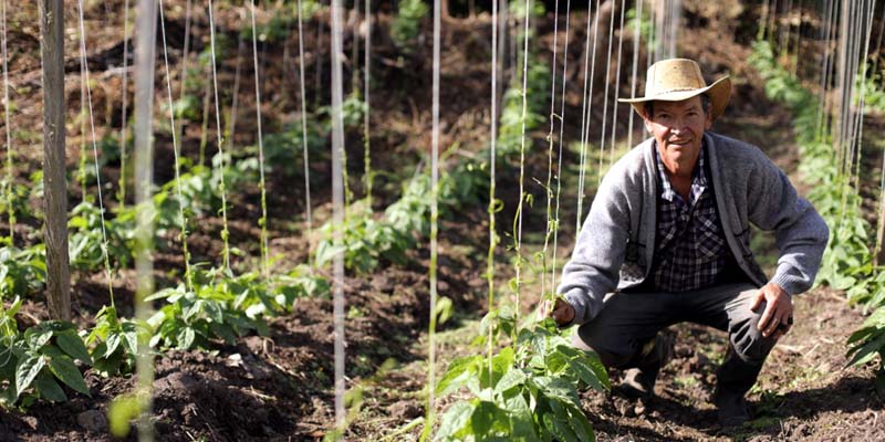 Fonsa abre convocatoria pública para elegir representantes de pequeños  productores agropecuarios y  pesqueros 





























