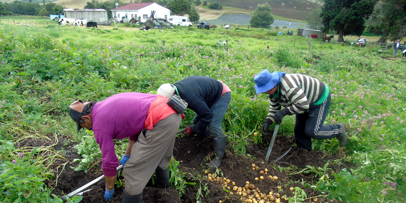 Nuevas variedades de papa criolla mejorarán producción en Cundinamarca

