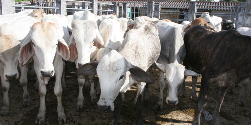 Cerca de $7.500 millones en investigación de biotecnologías bovinas en Cundinamarca
