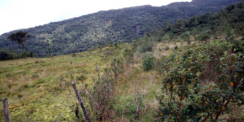 Páramos y bosques altos andinos serán conservados para garantizar el recurso hídrico a la región
 
