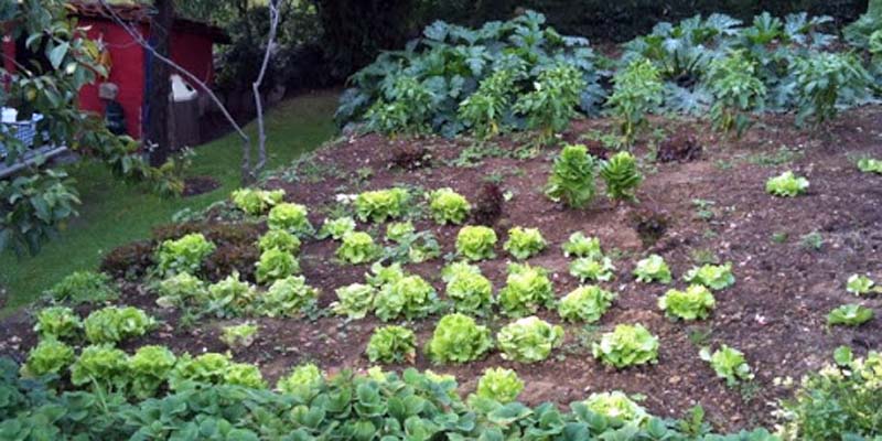 Día Nacional del Suelo: Un recurso esencial para el medio ambiente y la seguridad alimentaria de la región