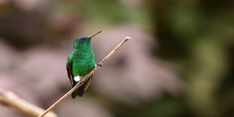 Día internacional de las aves, Colombia primera en el mundo en riqueza de aves





