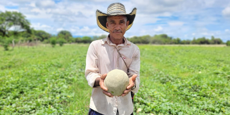 Cundinamarca impulsa el cultivo de melón como alternativa a la deforestación en el municipio de Beltrán