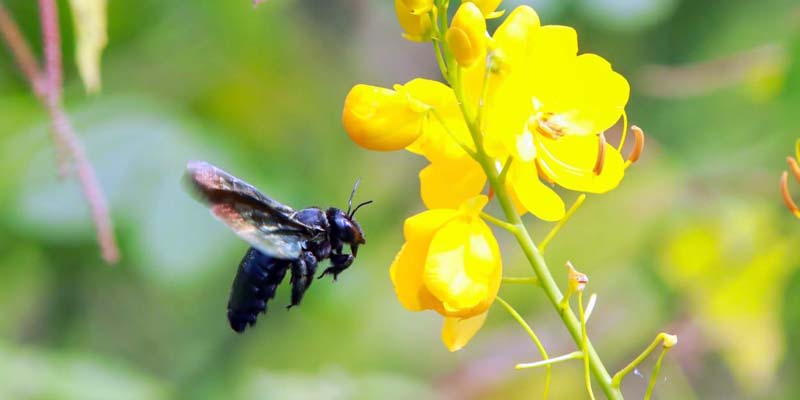 Las Abejas, aliadas silenciosas del medio ambiente