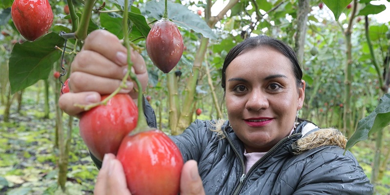 En el Día Mundial de la Agricultura Cundinamarca rinde homenaje a todos sus productores del campo