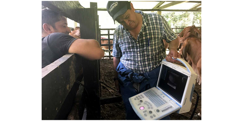 Secretaría de Agricultura fortalece proceso de inseminación bovina en el municipio de Ubalá


