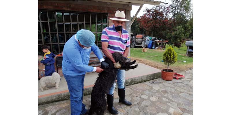 Gran jornada de vacunación de perros y gatos contra la rabia en Cundinamarca



