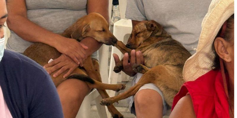 165 animales fueron esterilizados en Nemocón y Ricaurte durante la primera gira departamental de bienestar animal