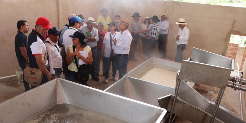 Paneleros cundinamarqueses con hornilla innovadora creada por Agrosavia 
