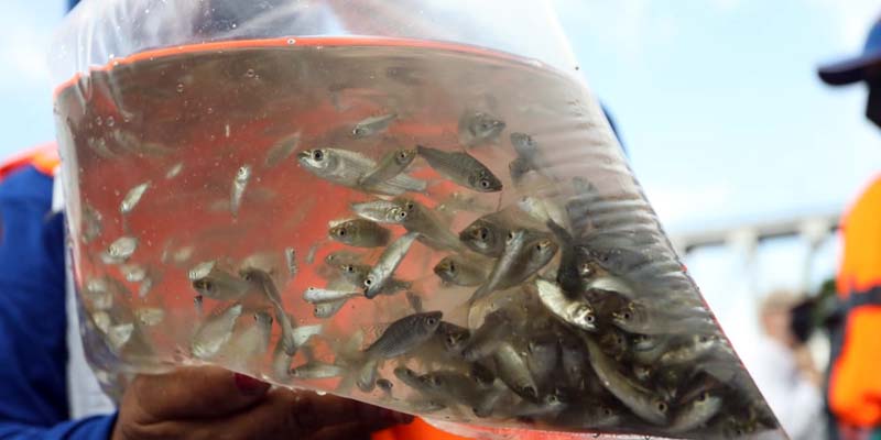 200 mil alevinos fueron liberados en el Río Magdalena para su repoblamiento










