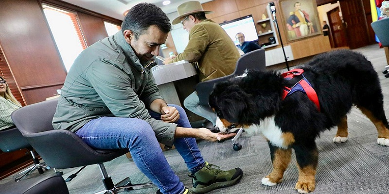 Día Guau: mascotas y sus dueños en los sitios de trabajo
