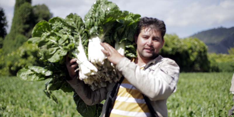 La alimentación clave para tener defensas y así combatir el Coronavirus

