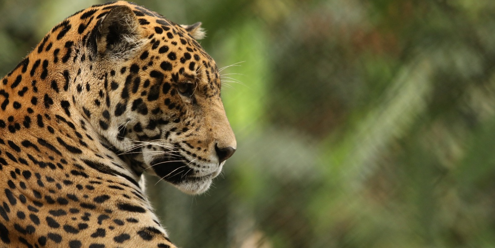 Cundinamarca liderará la cumbre ‘Conectando con la Amazonía’, en el marco de la COP 16


