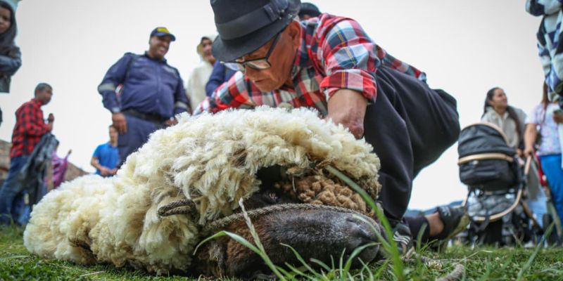 Tejilarte destacó oficios y saberes artesanales en Sutatausa con inversión de $215 millones
 
