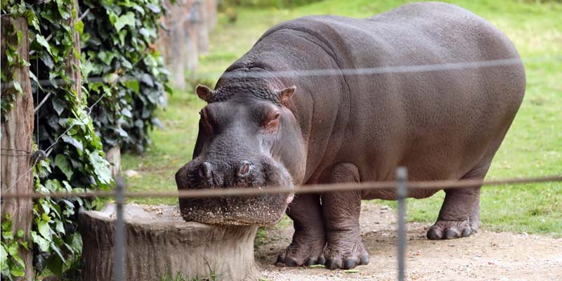 Gracias al trueque, animales del zoológico Jaime Duque, en Tocancipá y del santuario de osos, en Guasca, cuentan con alimentos una semana más




