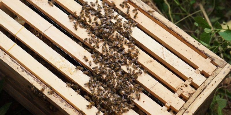 Capacitación apícola en Cáqueza impulsa la protección y bienestar de las abejas